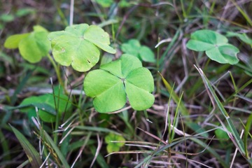 DSC00017.jpg