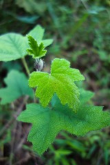 DSC00609.jpg