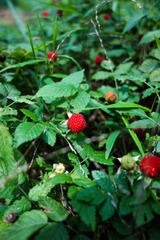 DSC00619.jpg