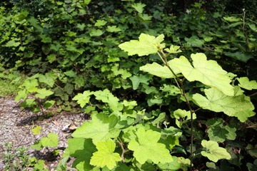 DSC00621.jpg