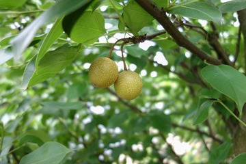 DSC00623.jpg
