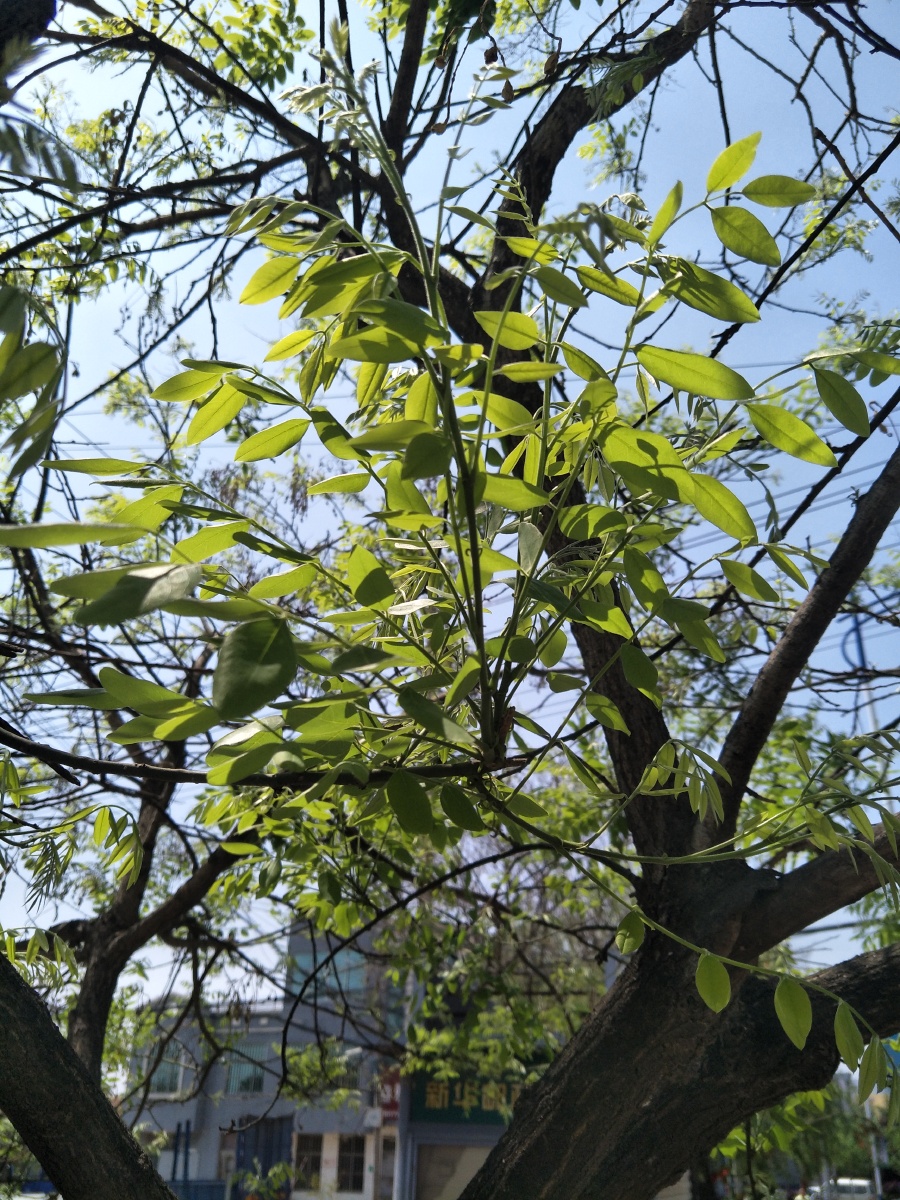 多年没见的槐树叶