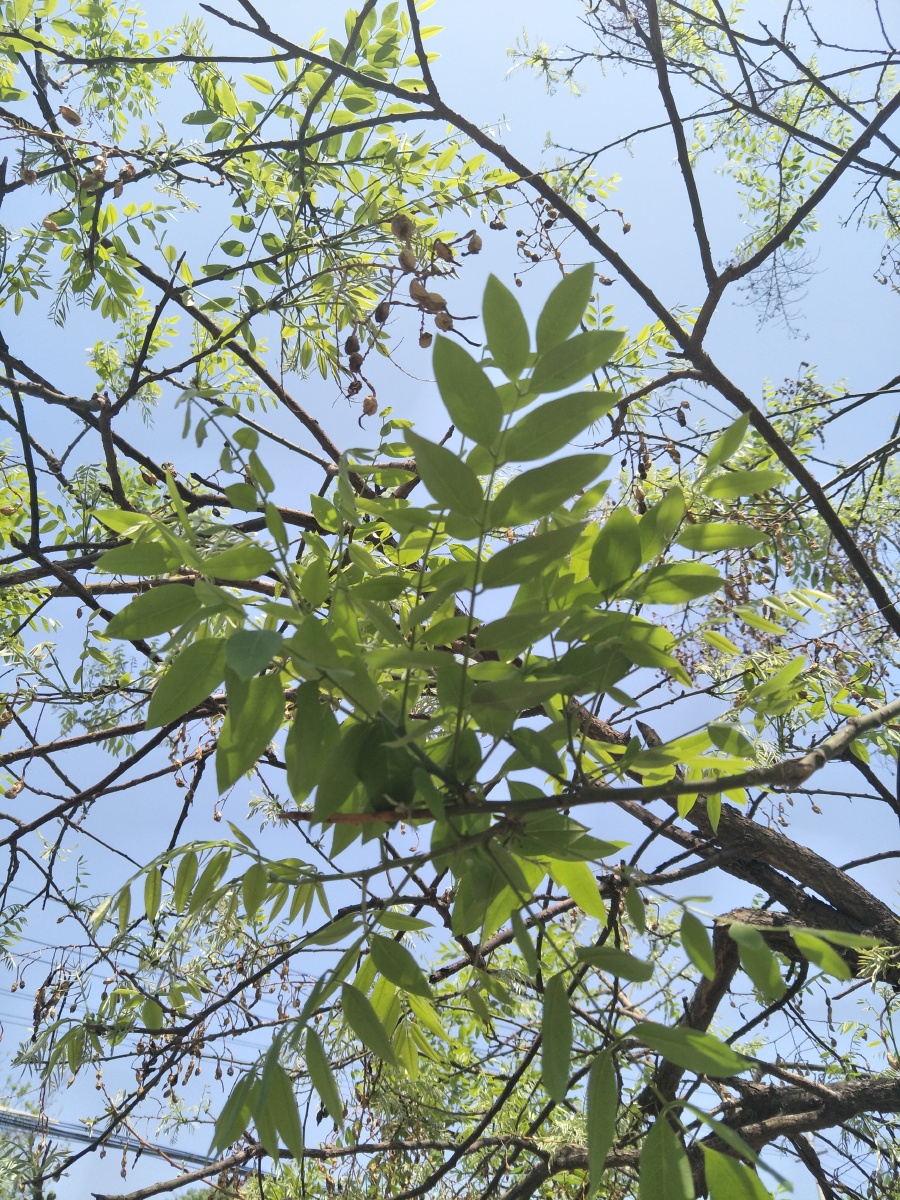 多年没见的槐树叶