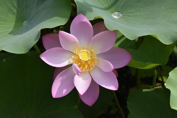大鸭蛋