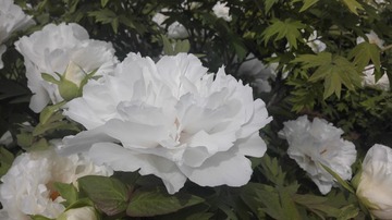 537