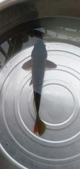 4175182