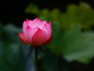 1000025367