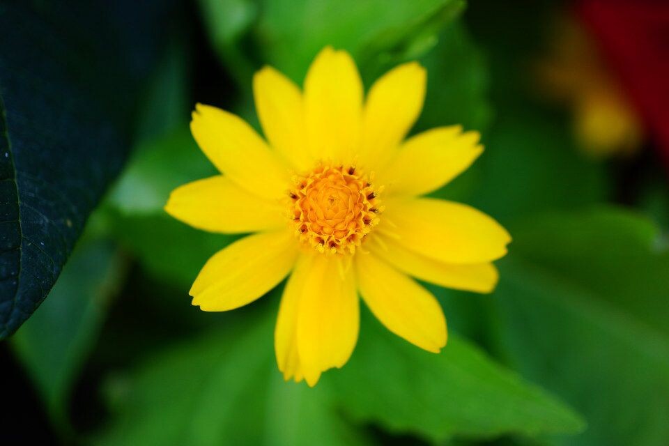 雏菊？<br />
