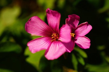 DSC00217.JPG