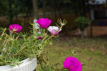 IMGP4076.jpg