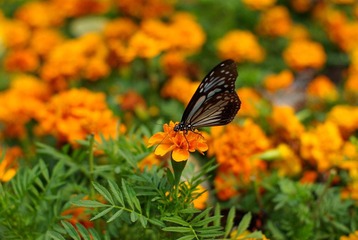 IMGP4100.jpg