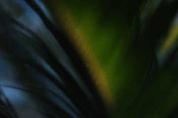 1000265249