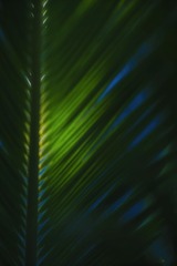 1000265250