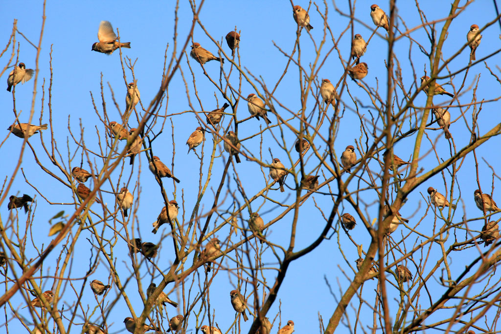 树到冬季鸟为叶咔啪4月主题月赛瞬间