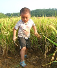 2009年7月10日，江西省永丰县，一名农村儿童帮助爷爷收割水稻。