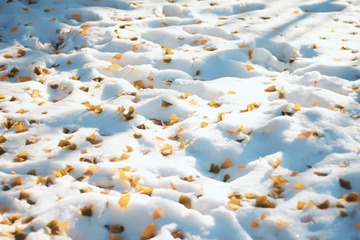 1000072608