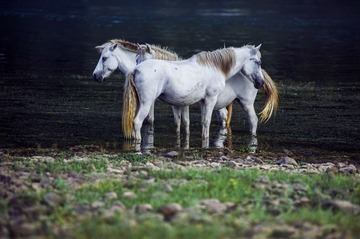DSC_7959m