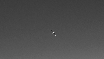 1000102043