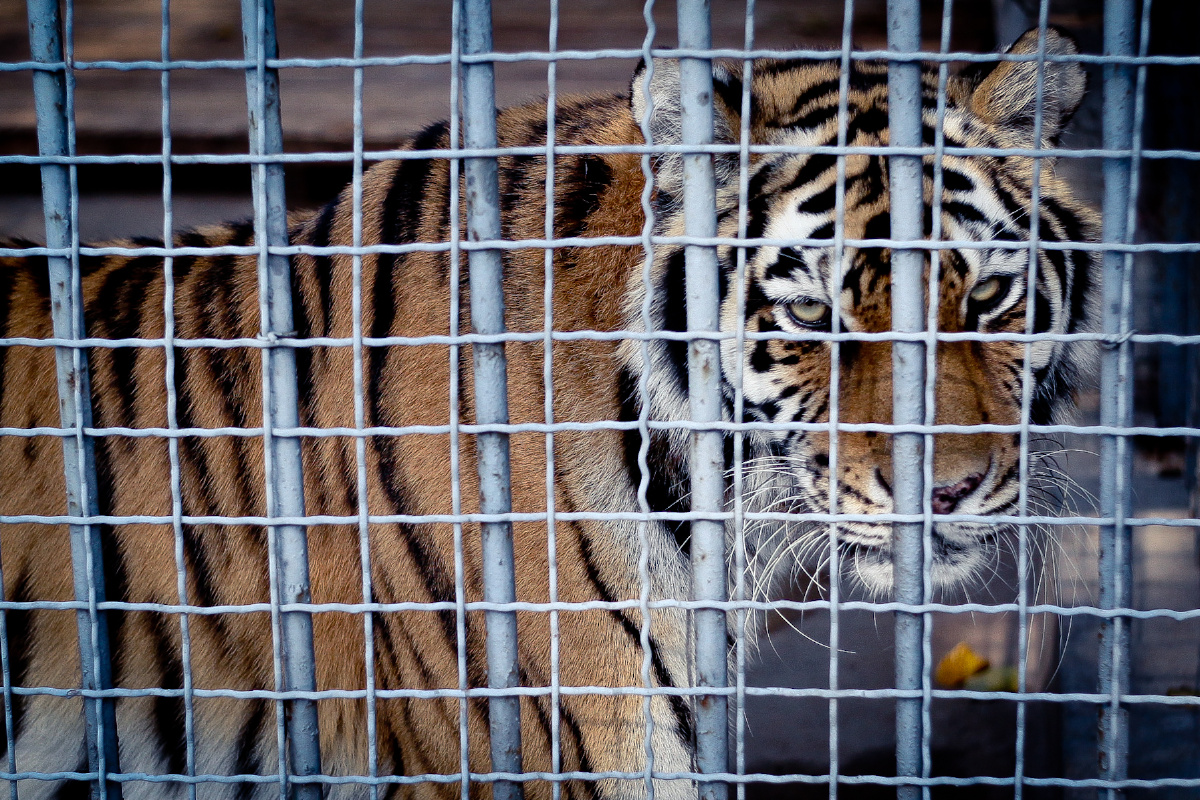 昔日的虎山已经被其他动物占领,老虎们被迁至公园一隅的牢笼内