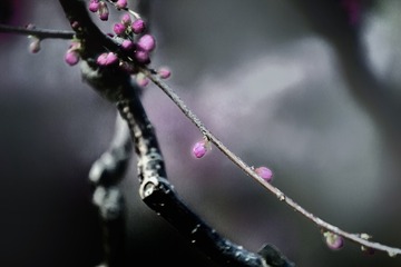 花境01s
