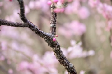 花境02S