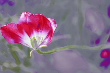 花蕊03ds