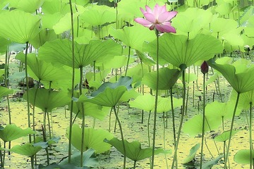 有荷消暑01