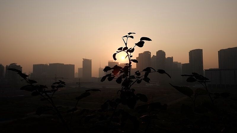 太阳花结果子了~<br />
结出一个金灿灿的太阳