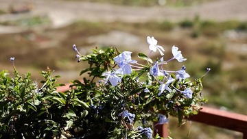 DSCF0306.jpg