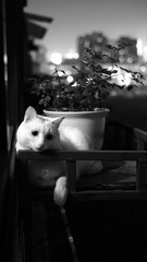 DSCF0032.jpg