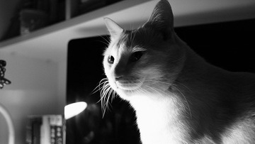 DSCF0009.jpg