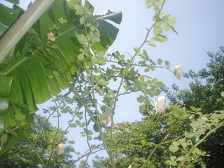 90F5C2E5-D1A5-45F3-8156-35C6A4777AD5/L0/001