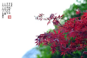 今日 晴好
