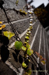DSC00932.jpg