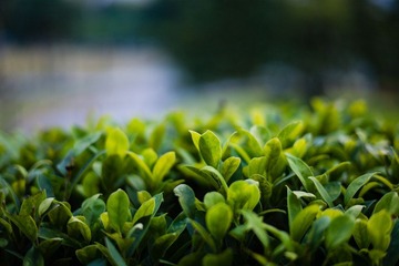 L1000104.jpg