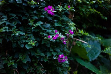 L1004536.jpg