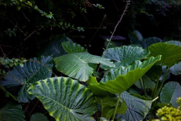 L1004540.jpg