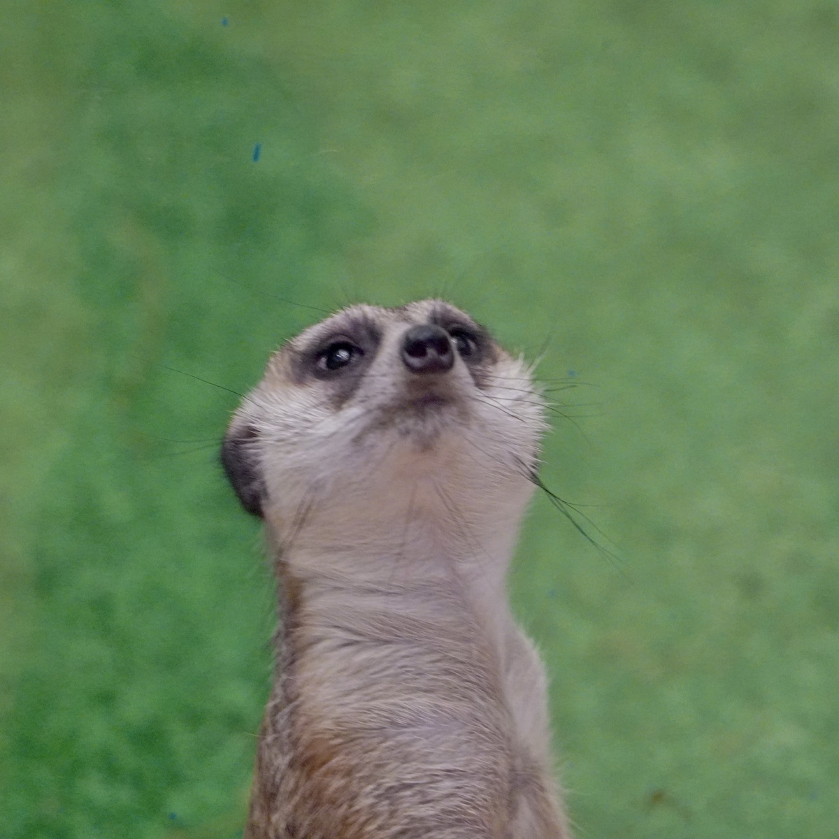 的小动物喜欢站着然后开始发呆的小家伙也不知道小脑袋瓜子里想着啥