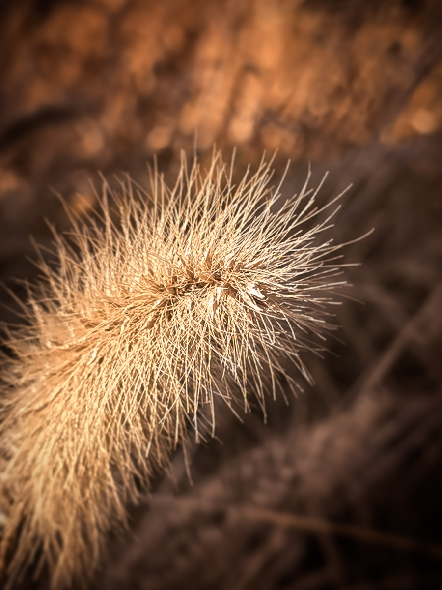 冬日暖阳的大狗尾草 - ailset丨姜jonas - 图虫