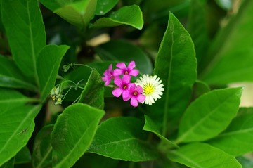 IMGP9125.JPG