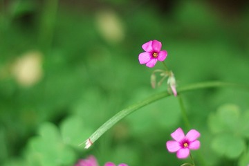 IMGP9084.JPG