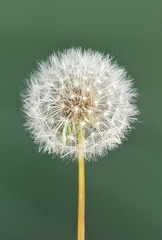38627