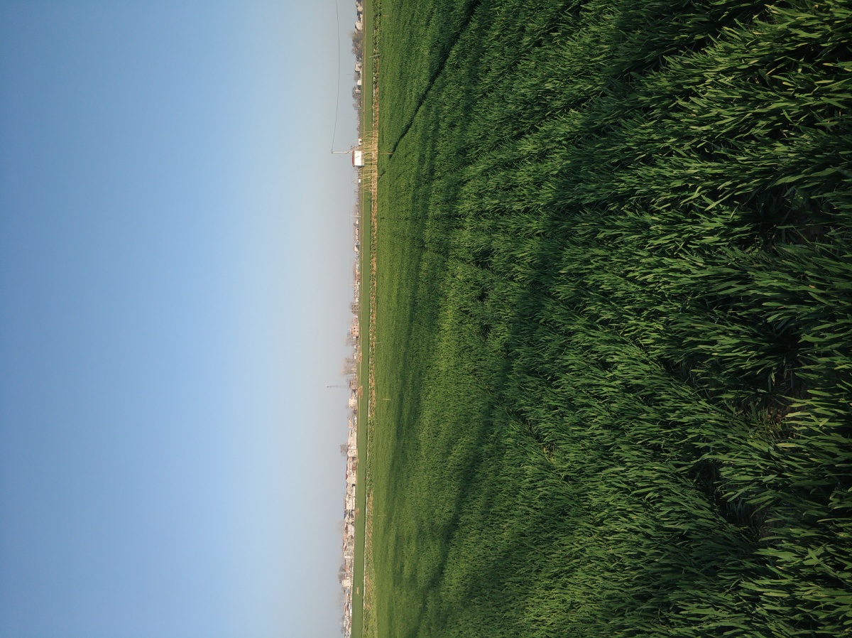 麦地- 单色季 - 图虫