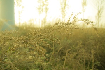 IMGP3842.JPG