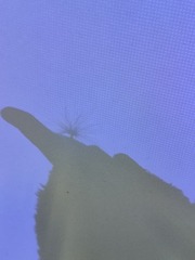 1000047059