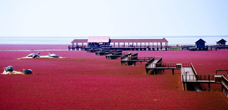 红海滩<br />
为什么不锐呢。。。