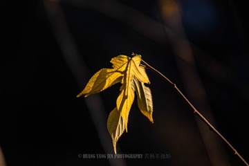 _HYJ1804