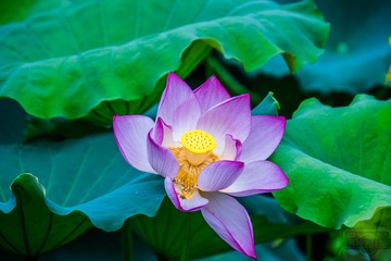 _DSC7696