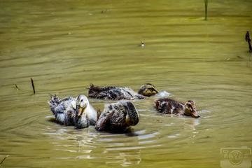 _DSC5520