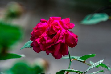 _DSC9611